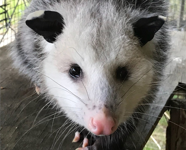 Getting to Know Opossums Lake Metroparks